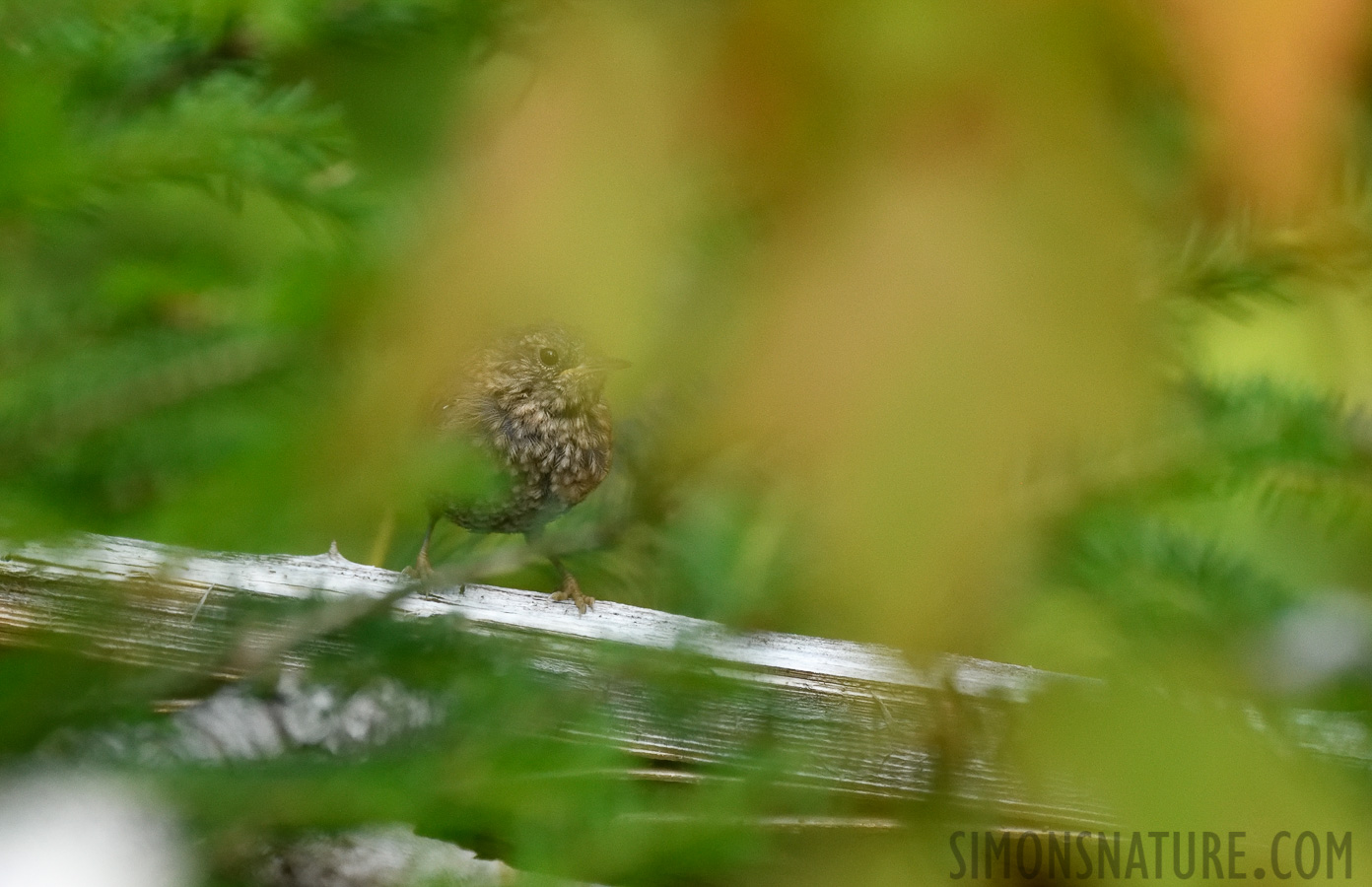 Troglodytes hiemalis hiemalis [400 mm, 1/800 sec at f / 7.1, ISO 2000]